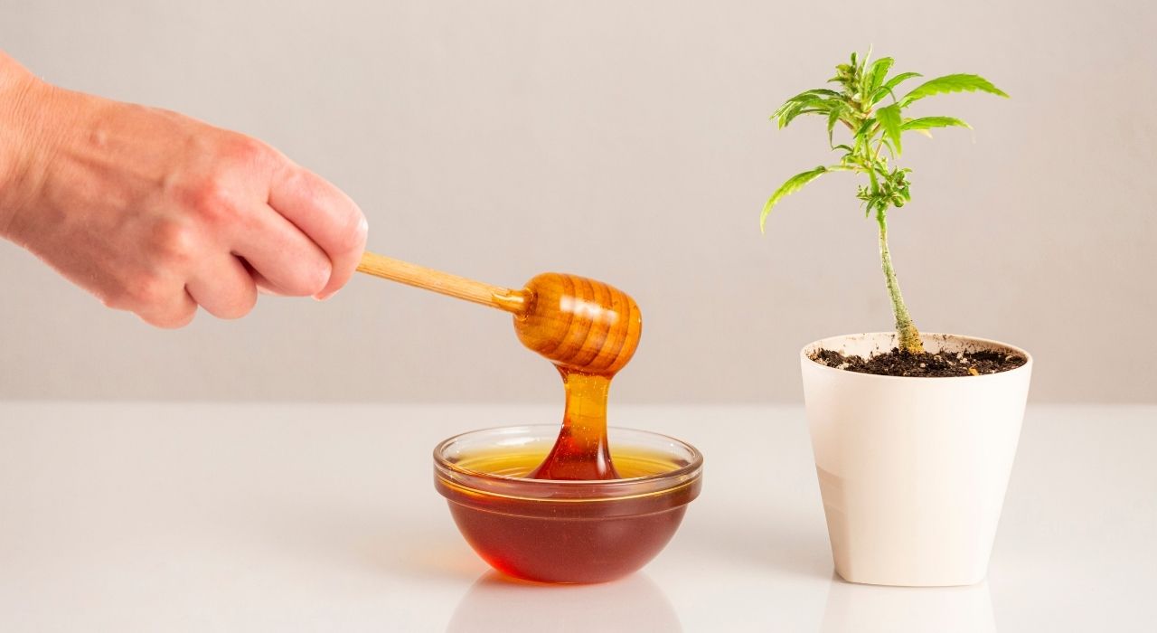 cbd honey