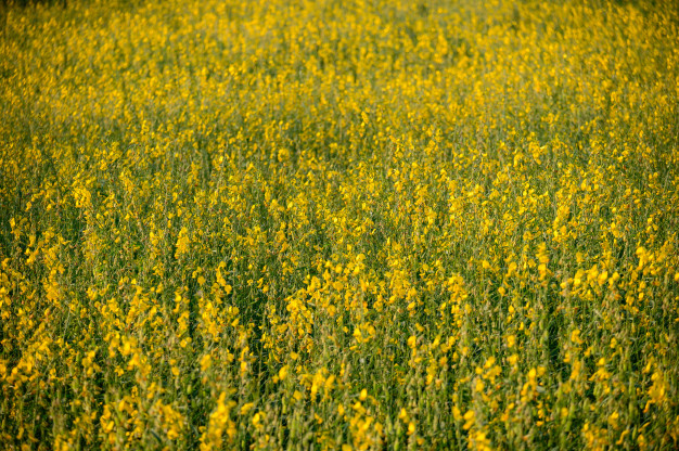 Hemp Flower