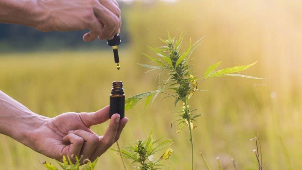 How You Can Benefit From CBD Flowers