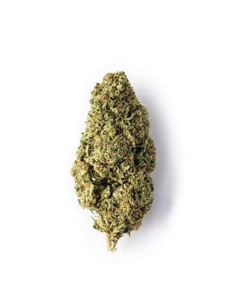 Nurture Nugz F-1 Exotic